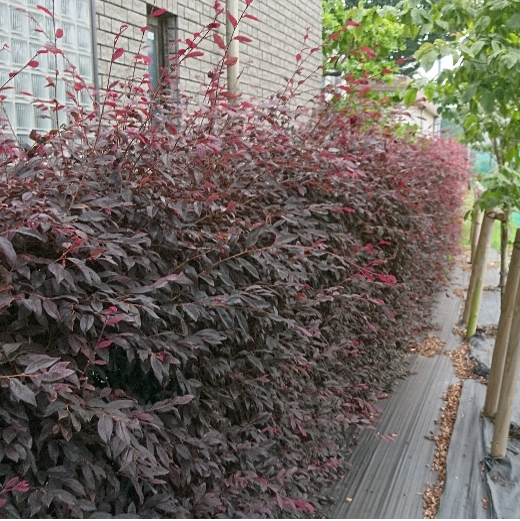 植栽管理 ～樹木剪定～before