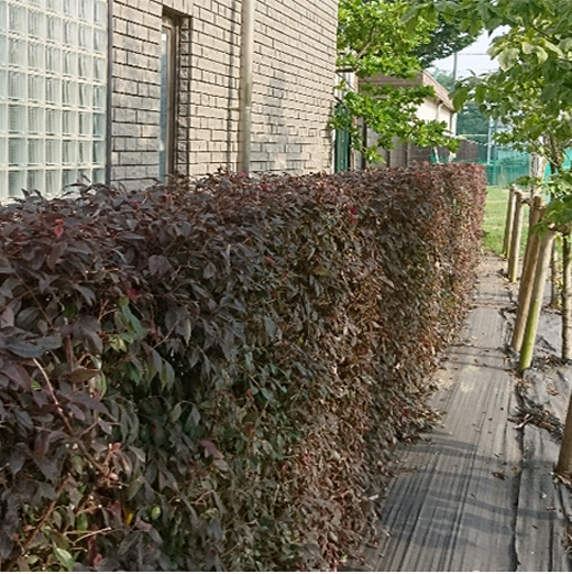 植栽管理 ～樹木剪定～after